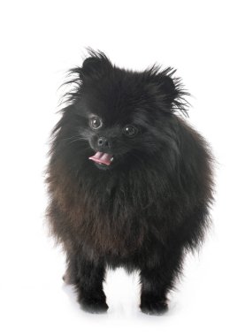 Beyaz arkaplan önünde genç pomeranian