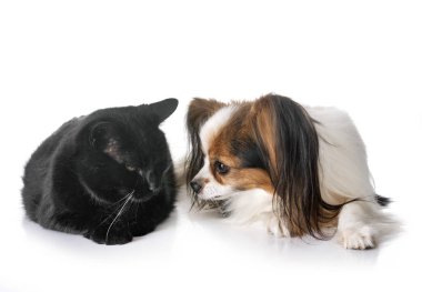 Papillon köpek ve kedi beyaz arka plan önünde