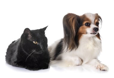 Papillon köpek ve kedi beyaz arka plan önünde