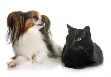 Papillon köpek ve kedi beyaz arka plan önünde