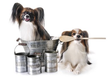 Papillon köpek ve beyaz arka plan önünde pişirme aksesuar