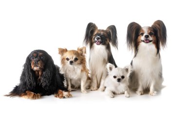 Beyaz arka planda küçük köpekler