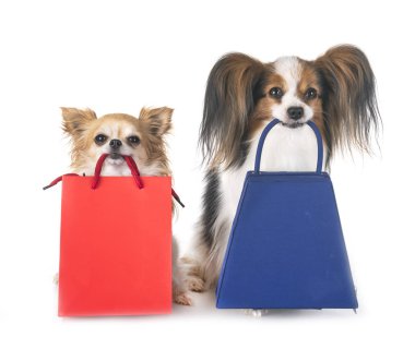 Papillon ve alışveriş için ihale chihuahua