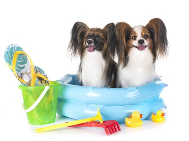 Plaj havlusu Studio Papillon köpek