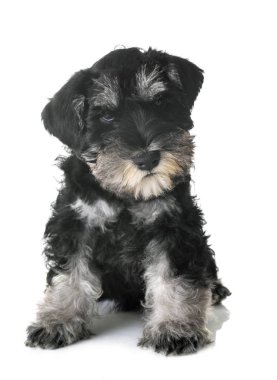 Beyaz arkaplan önünde köpek yavrusu minyatür schnauzer