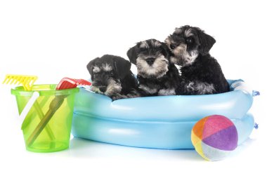 Beyaz arkaplan önünde köpek yavruları minyatür schnauzer