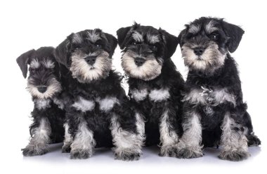 Beyaz arkaplan önünde köpek yavruları minyatür schnauzer