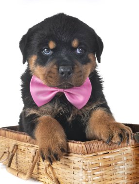 Beyaz arkaplan önünde köpek yavrusu rottweiler