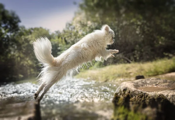 Chihuahua Pura Raza Saltando Naturaleza Día Verano — Foto de Stock