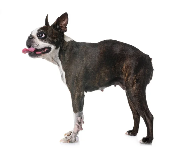 Boston Terrier Framför Vit Bakgrund — Stockfoto