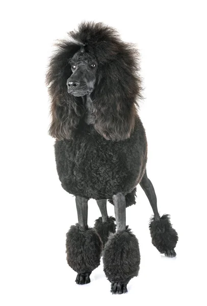 Poodle Padrão Preto Frente Fundo Branco — Fotografia de Stock