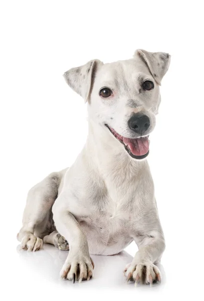 Jack Russel Terrier Front White Background — Stock Photo, Image