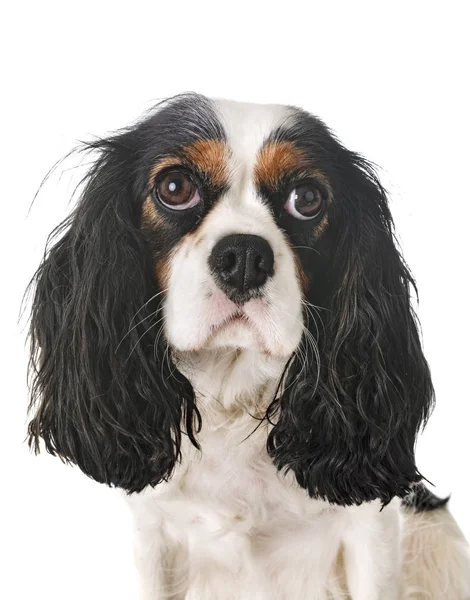 Cavalier King Charles Front White Background — стоковое фото