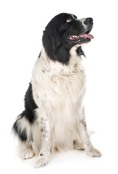 Young Landseer Front White Background — Stock Photo, Image