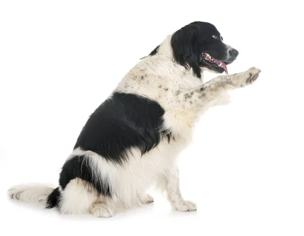 Young Landseer Front White Background — Stock Photo, Image