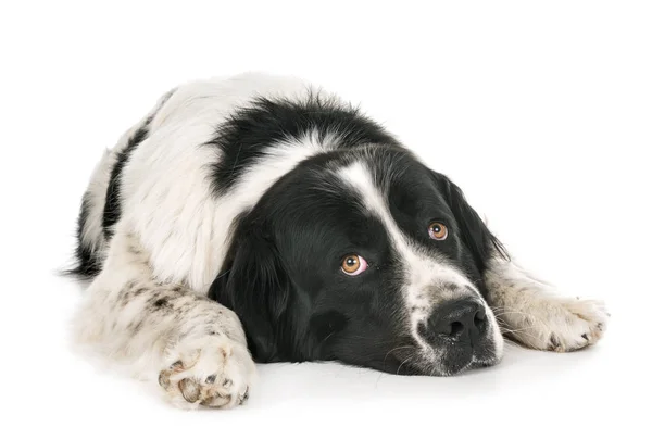 Young Landseer Front White Background — Stock Photo, Image