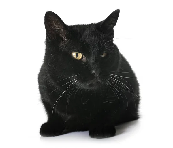 Black Cat Front White Background — Stock Photo, Image