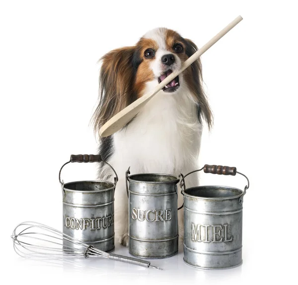 Papillon Hond Koken Accessoire Voor Witte Achtergrond — Stockfoto