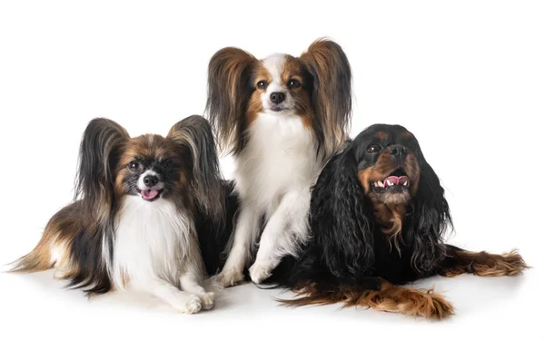 Perros Pequeños Frente Fondo Blanco — Foto de Stock