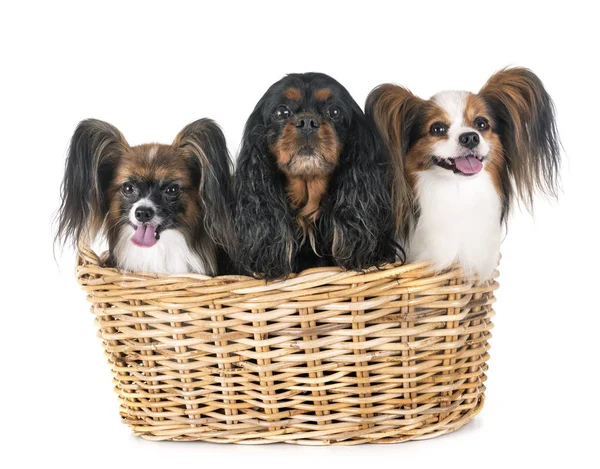 Little Dogs Front White Background — Stock Photo, Image