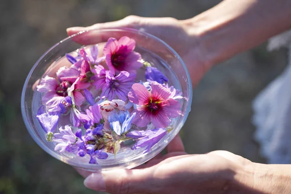 Tinturas Plantas Com Flor Para Medicina Alternativa — Fotografia de Stock