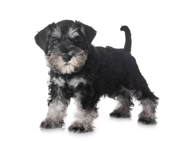 Kiskutya Miniatűr Schnauzer Előtt Fehér Háttér — Stock Fotó