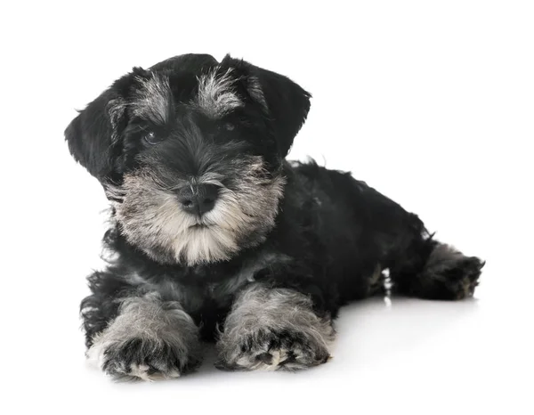 Filhote Cachorro Schnauzer Miniatura Frente Fundo Branco — Fotografia de Stock