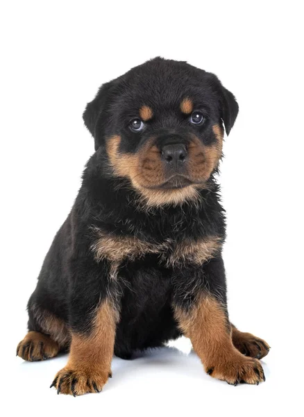 Cachorro Rottweiler Frente Fundo Branco — Fotografia de Stock