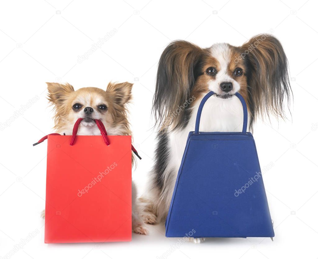 papillon and chihuahua holding bag for shopping