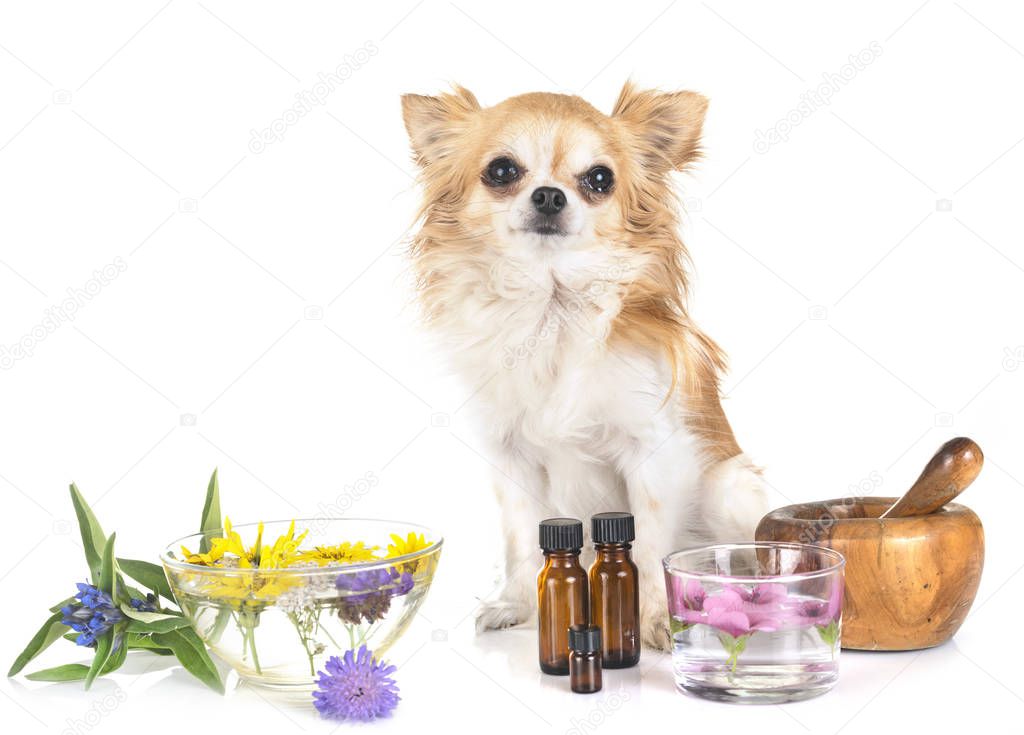 dog and essential oils in front of white background