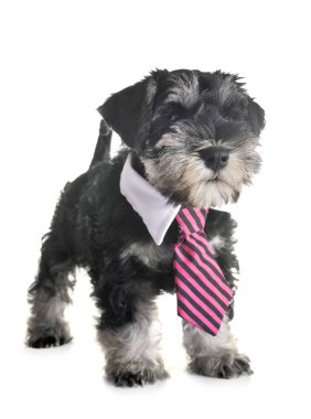 Beyaz arkaplan önünde köpek yavrusu minyatür schnauzer