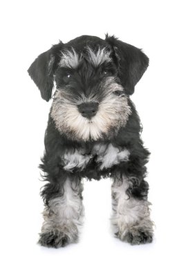 Beyaz arkaplan önünde köpek yavrusu minyatür schnauzer