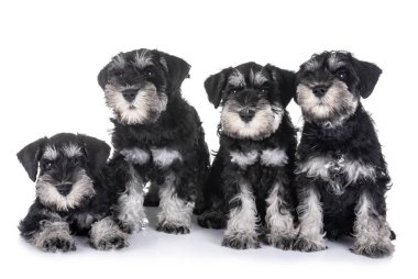 Beyaz arkaplan önünde köpek yavruları minyatür schnauzer