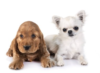 Köpek cocker spaniel ve chihuahua beyaz arkaplan önünde
