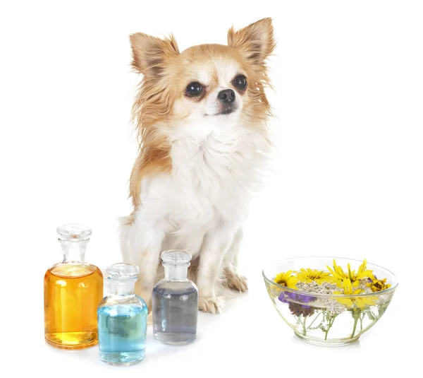 Aceites Esenciales Perro Delante Fondo Blanco — Foto de Stock