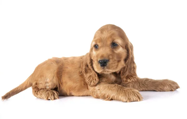 Filhote Cachorro Cocker Spaniel Frente Fundo Branco — Fotografia de Stock