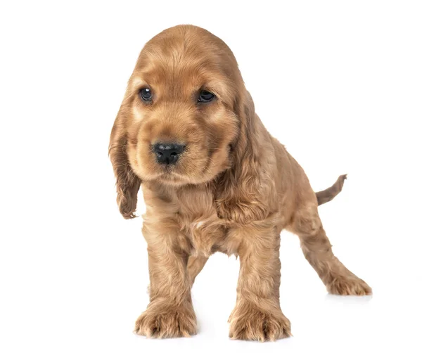 Valp Cocker Spaniel Framför Vit Bakgrund — Stockfoto