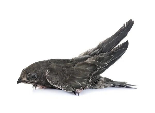 Common Swift Front White Background — Stock Photo, Image