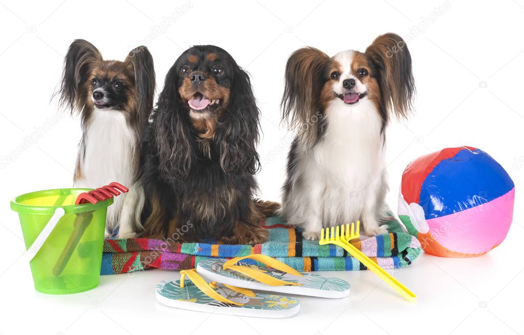 papillon dogs and cavalier king charles on a beach towel in studio