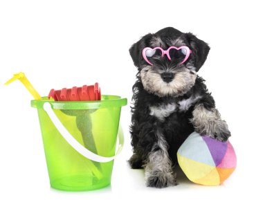 Beyaz arkaplan önünde köpek yavrusu minyatür schnauzer