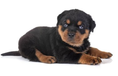 Beyaz arkaplan önünde köpek yavrusu rottweiler
