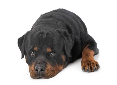Beyaz arkaplan önünde safkan rottweiler