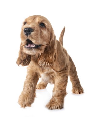 Beyaz arkaplan önünde köpek cocker spaniel