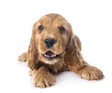 Beyaz arkaplan önünde köpek cocker spaniel