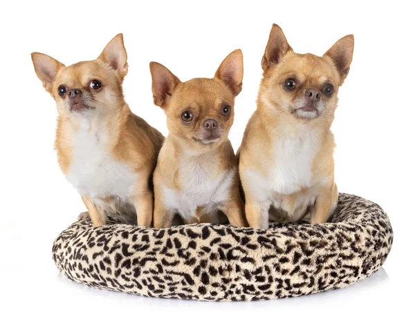 Kleine Chihuahuas Voorkant Van Witte Achtergrond — Stockfoto