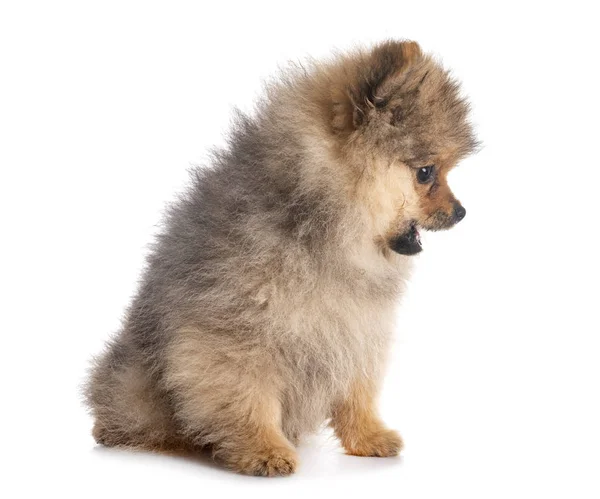 Jovem Pomeranian Frente Fundo Branco — Fotografia de Stock