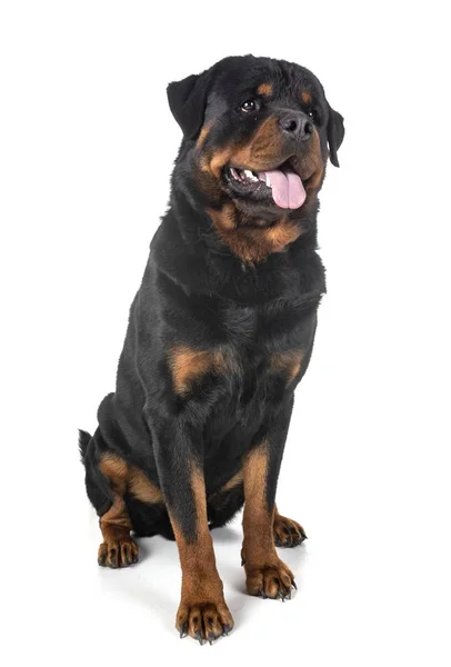 Raszuivere Rottweiler Voor Witte Achtergrond — Stockfoto