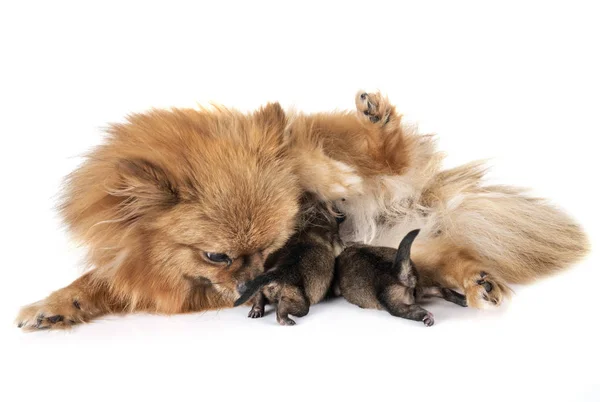 Νέα Γεννημένο Pomeranian Και Μητέρα Μπροστά Από Λευκό Φόντο — Φωτογραφία Αρχείου
