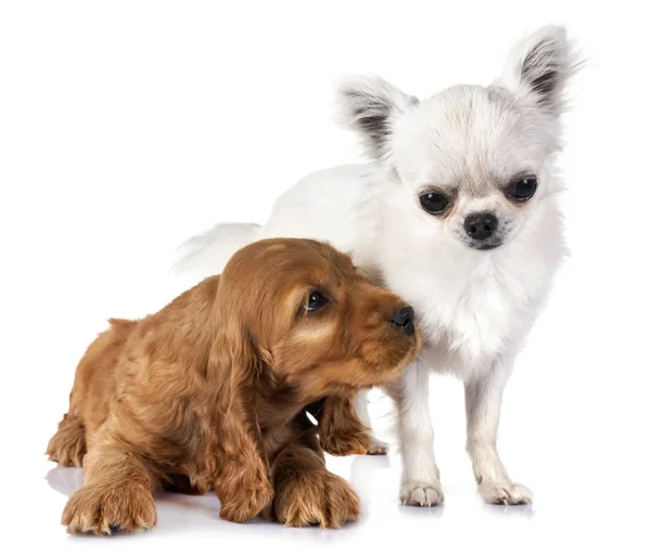 Κουτάβι Κόκερ Σπάνιελ Και Chihuahua Μπροστά Από Λευκό Φόντο — Φωτογραφία Αρχείου