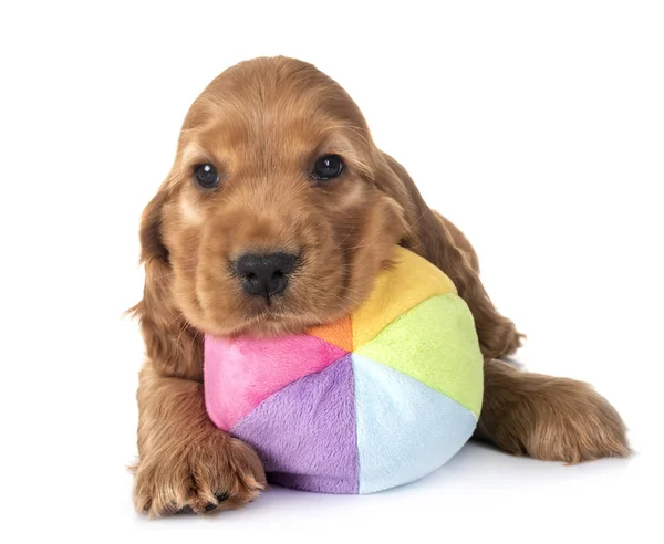 Cachorro Cocker Spaniel Delante Fondo Blanco — Foto de Stock